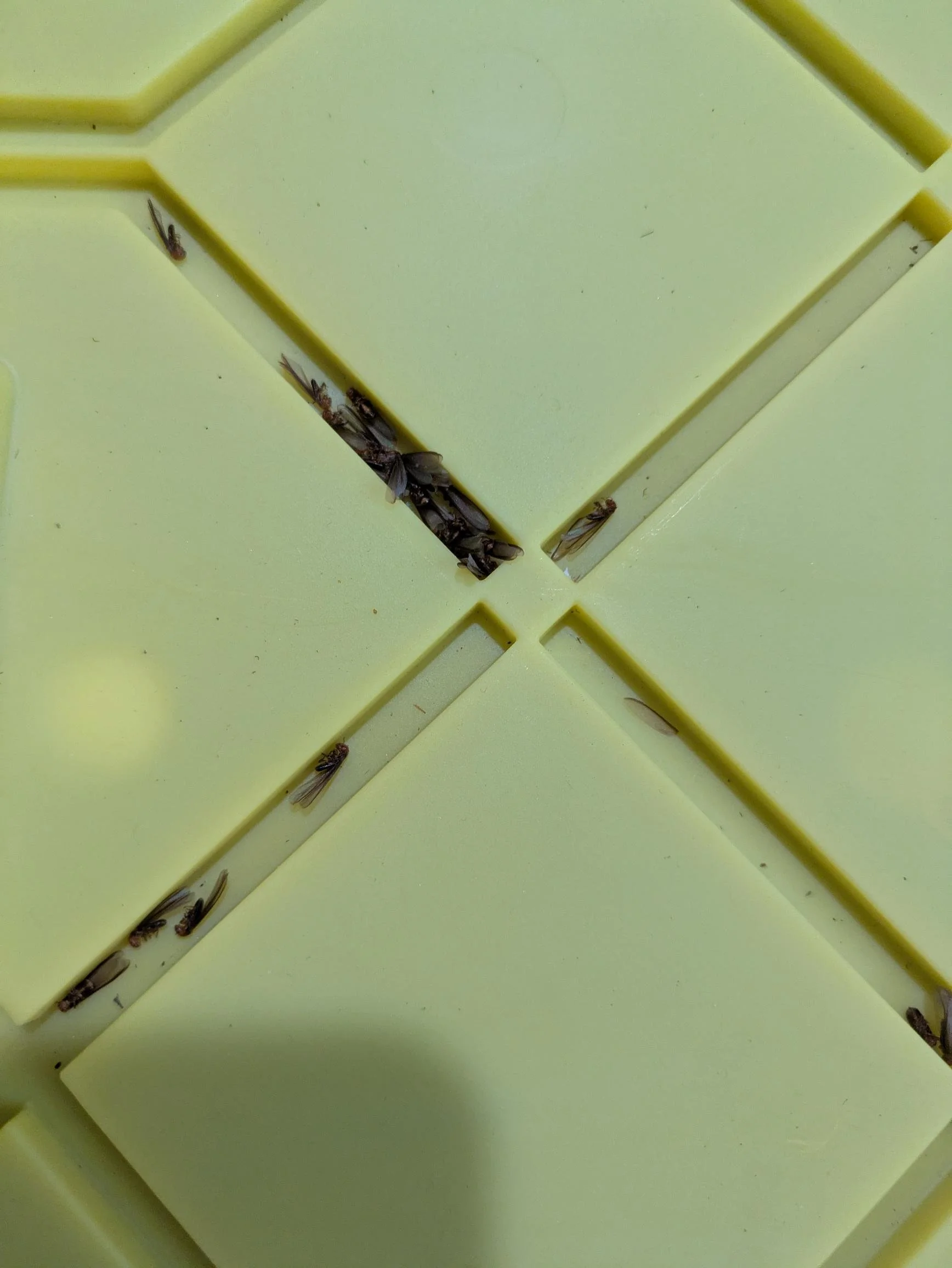 Termite Droppings, 4/28/25