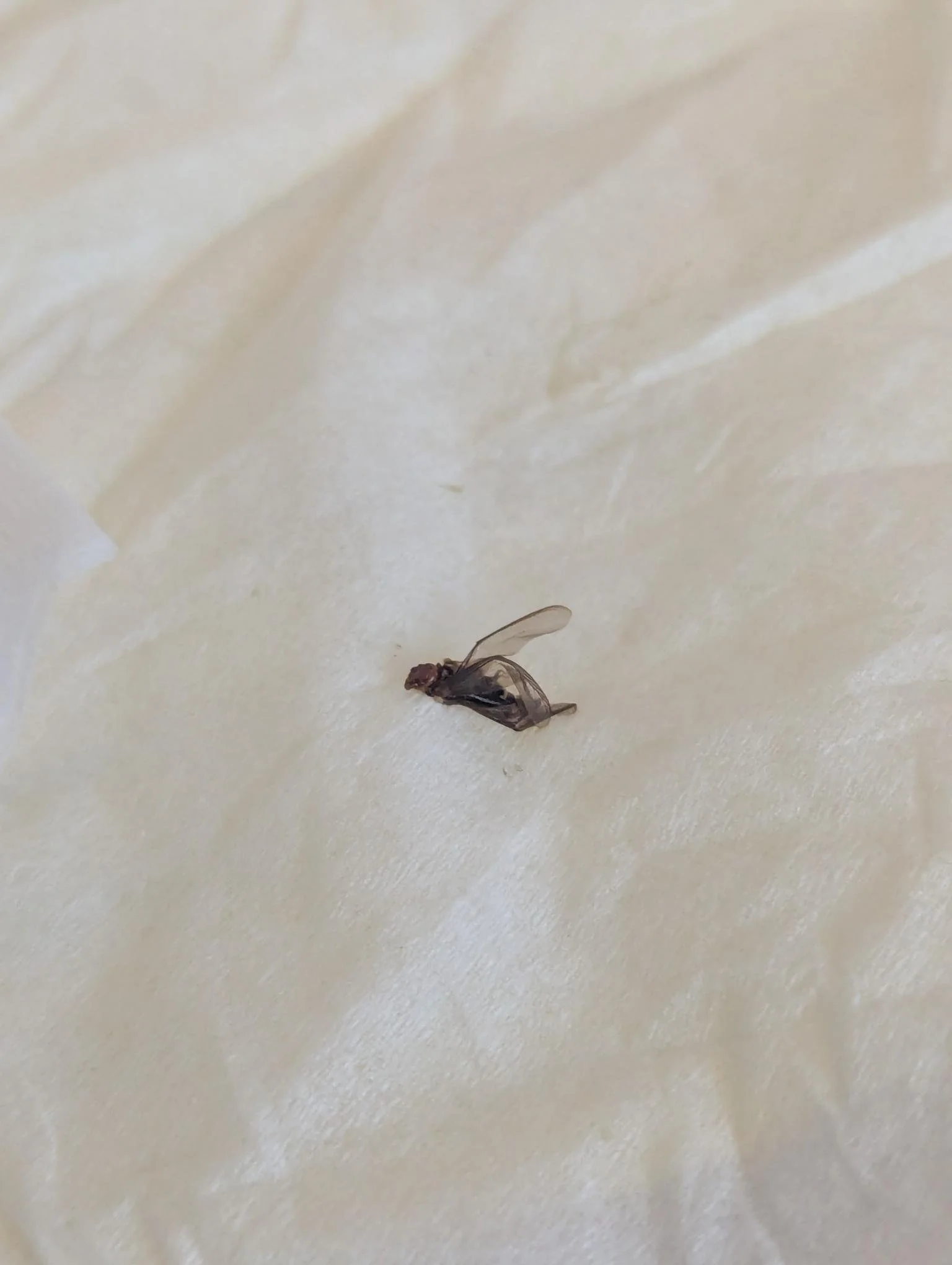 Pests, 10/23/24