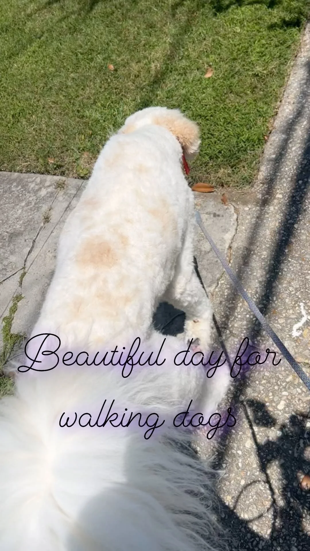 #dogwalker #petsitter #noladogwalker #neworleansdogwalker #andresanimalservices