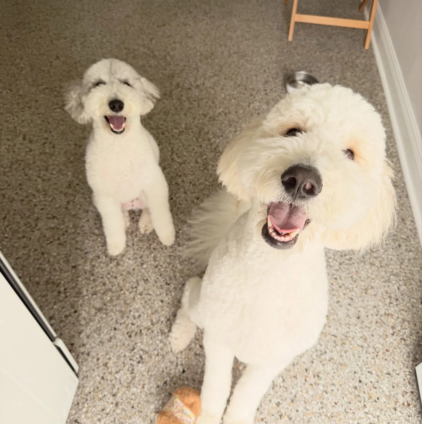 Happy boys 🥰🐾

#OllieandParker #dogwalker #neworleans #petsitter noladogs