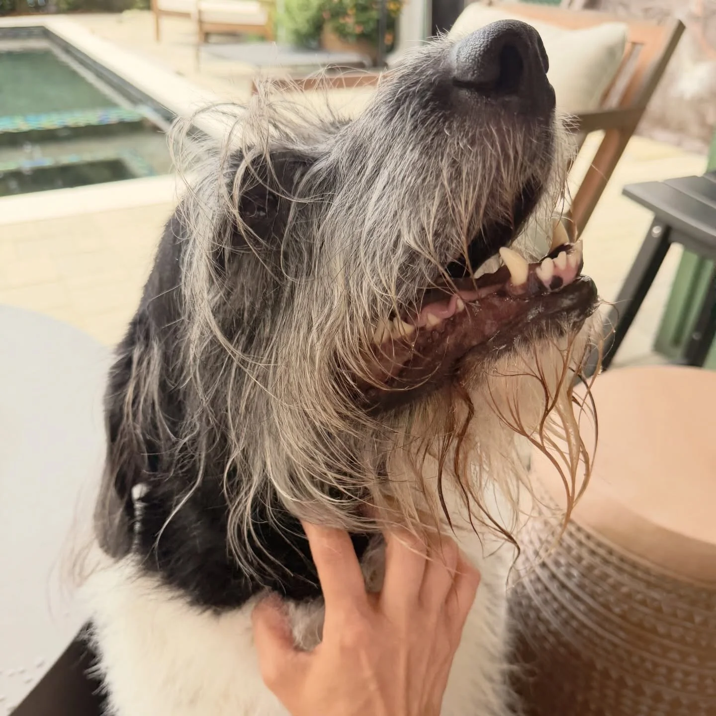 That&rsquo;s the spot 🐶🐾

#petsitter #dogwalker #neworleans #andresanimalservices #nolapetsitter
