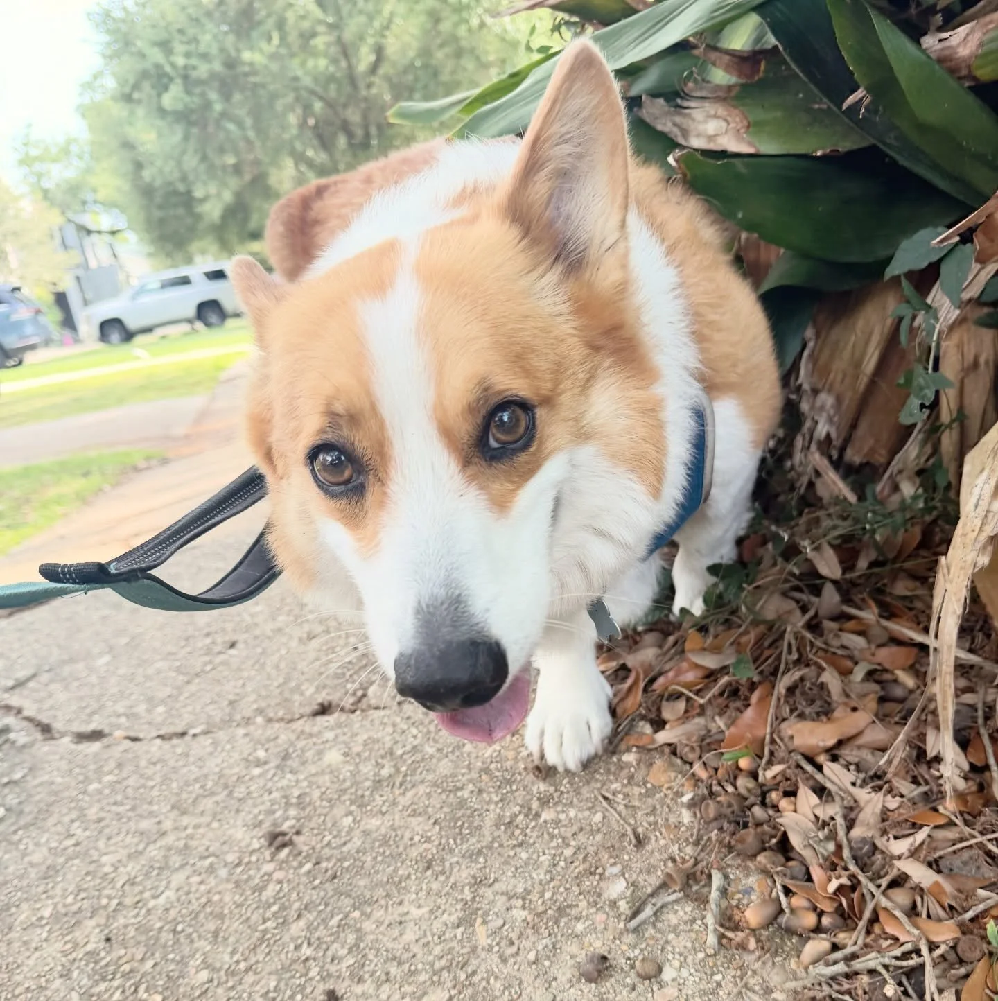 Mr Crash 🥰🐾

#dogwalk #dogsofinstagram #petsitter #neworleans