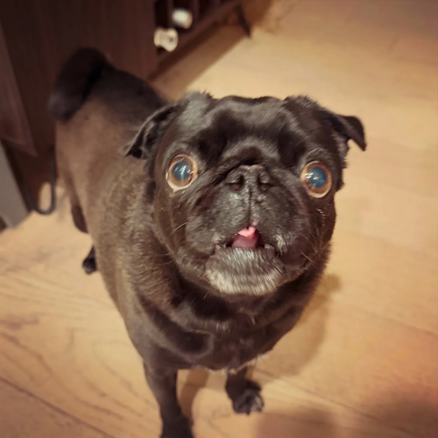 Oh the faces he makes 🤣🥰 

#kobe #petsitter #neworleans #dogwalker #neworleansdogs