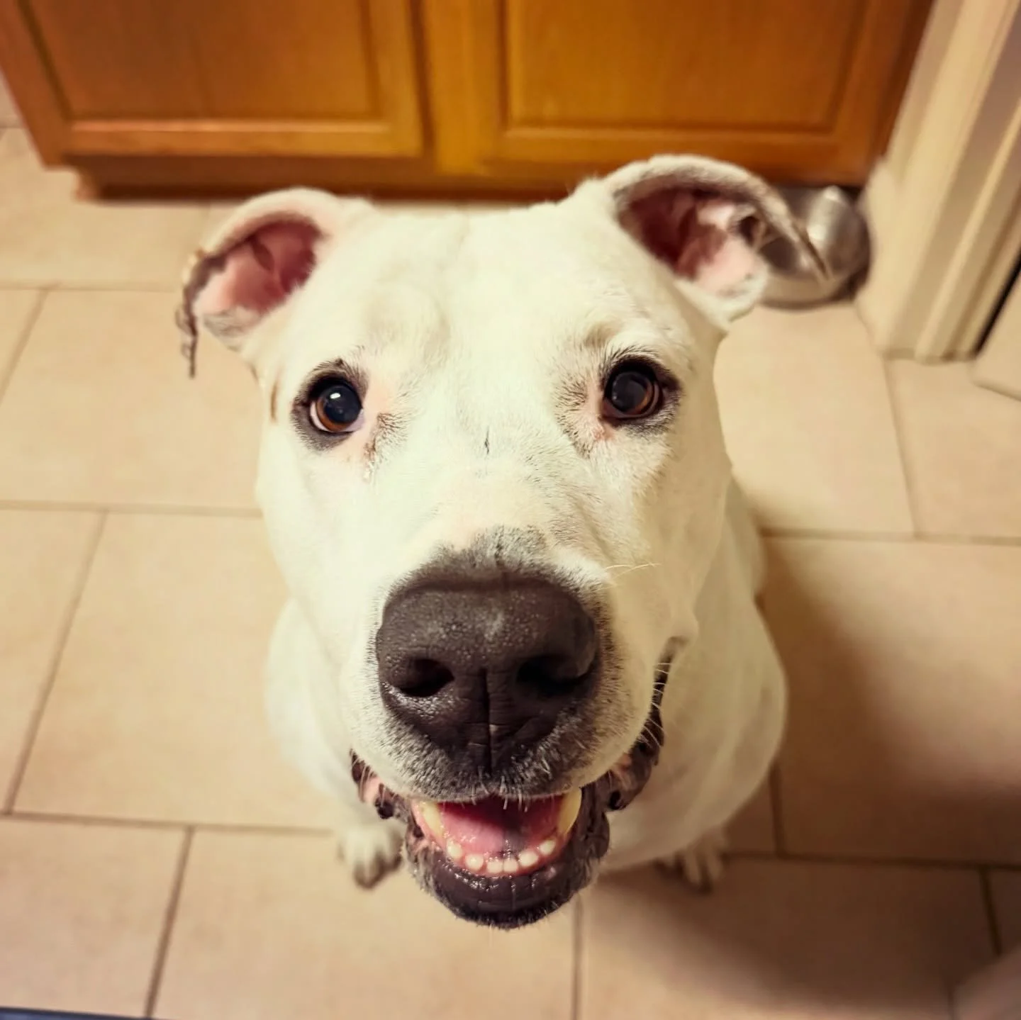 Introducing Willy and Fifi (Willameana &amp; Fiona) 🥰 Cutest faces everrr

#petsitting #dogwalker #neworleans #andresanimalservices