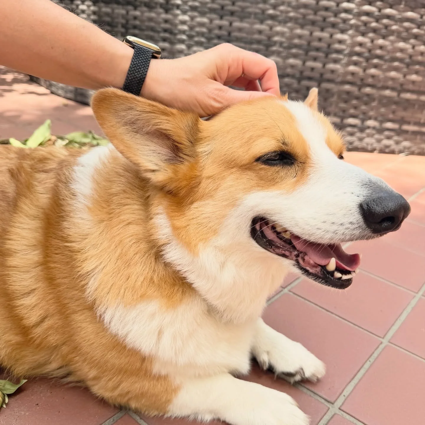 🥰 peace and sunshine ☀️ 

#corgi #petsitter #dogwalker #neworleans #andresanimalservices