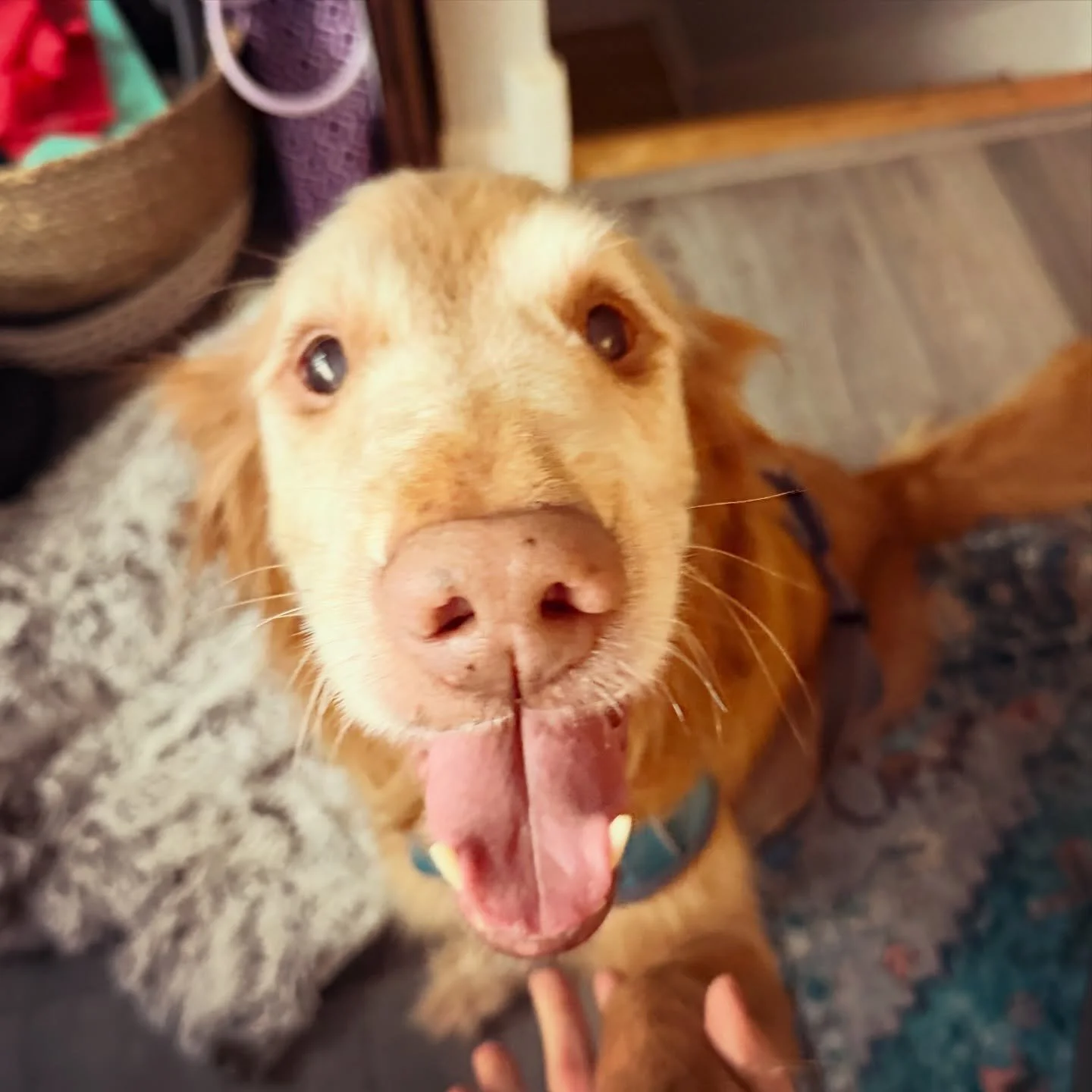 Some sweet faces from today 🥰 🐾

Pet Sitting Services in the New Orleans area!
#andresanimalservices #petsitter #dogwalker #neworleans #goldenretriever
