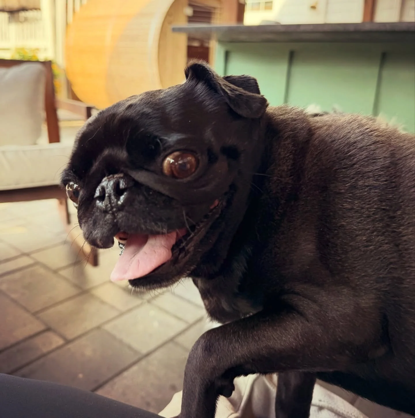 Sunday morning visits with these precious pups! 

🐾Pet Sitting services in the New Orleans area🐾
#petsitter #dogwalker #neworleans #pugs #andresanimalservices