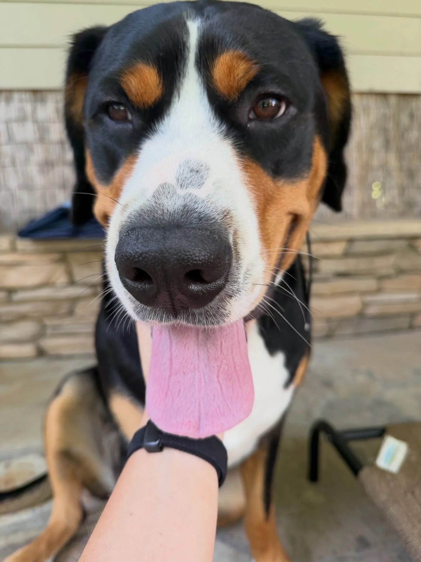 Say hello to our newest member Honey 🍯 🐾 she&rsquo;s a big girl! 🥰

Pet sitting and dog walking services in New Orleans
#neworleans #petsitter #dogwalker #swissmountaindog 
#