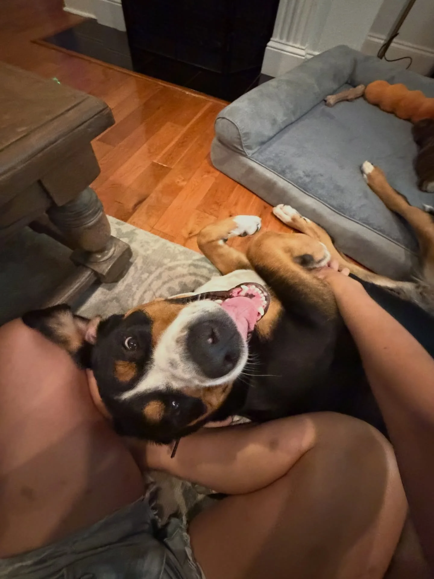 Who says 130lbs is too big to be a lap dog?! Definitely not Ms Honey! 🤣🐾

#greaterswissmountaindog #petsitter #dogwalker #neworleans #andresanimalservices