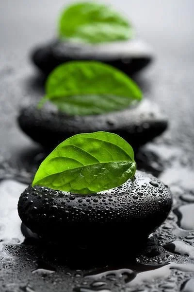 Stacked black spa stones with green leaves on top, water droplets, on a wet surface