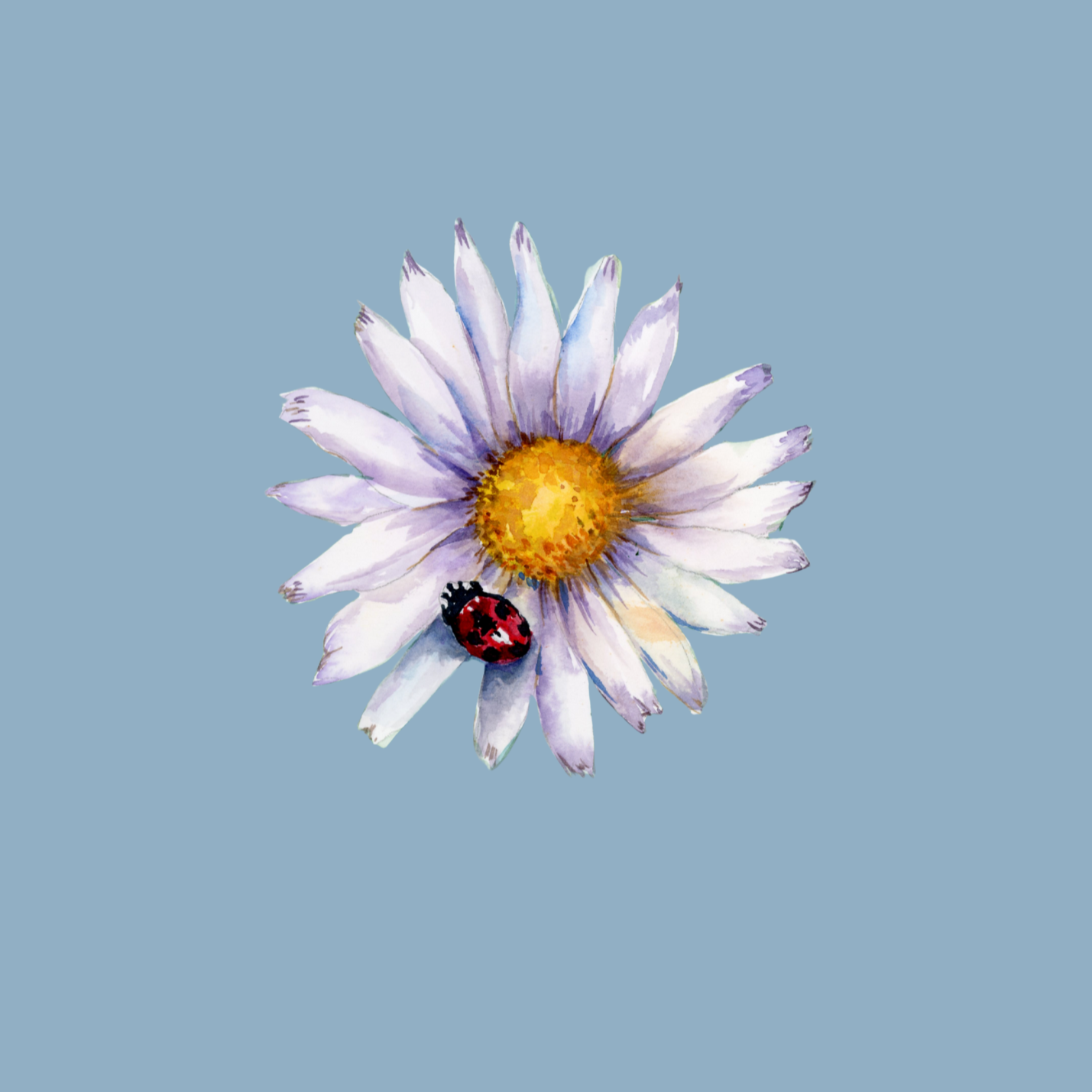 The Darling Daisy Sponsorship