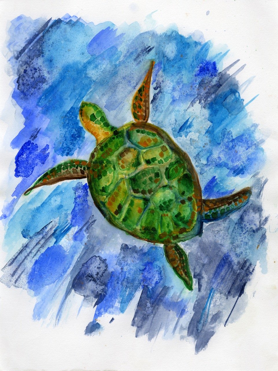 turtle Large.jpeg