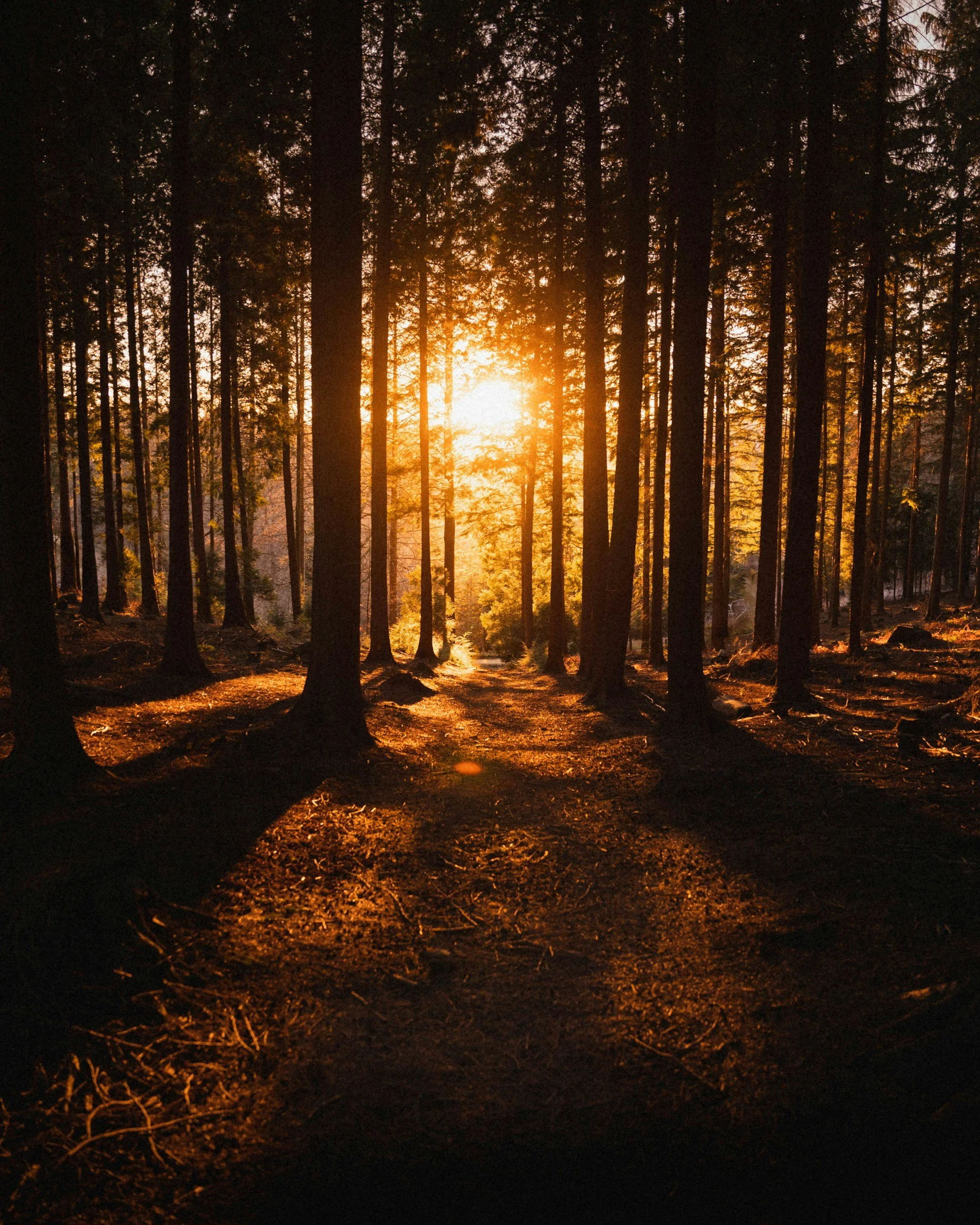 Sunlight breaking through tall trees in a quiet forest, with a narrow path leading forward.