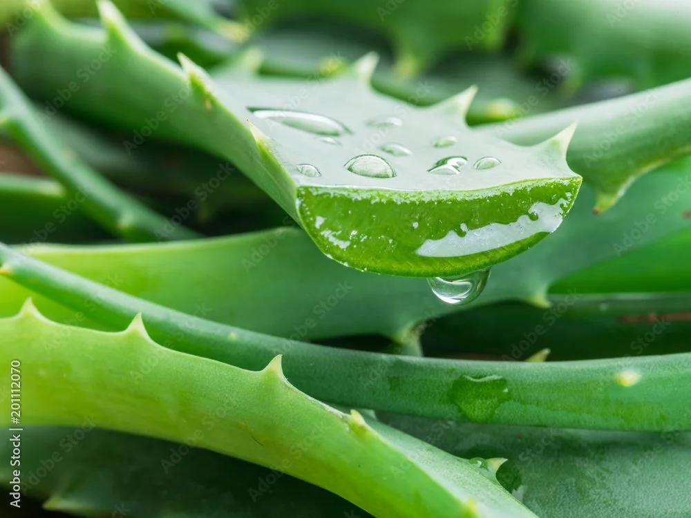 Close-up of aloe vera leaves with water droplets.