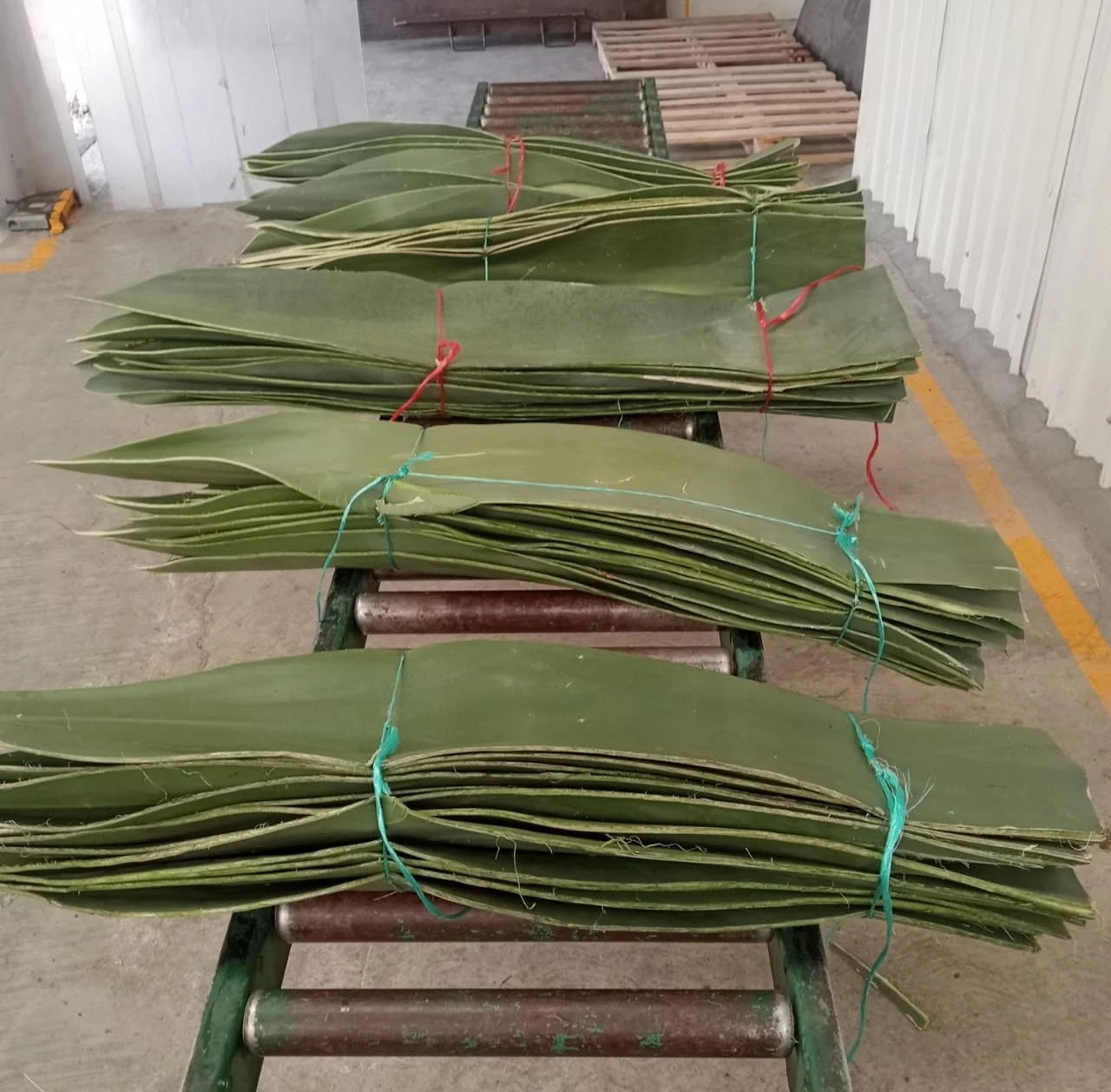 Slender Maguey leaf / Penca de maguey adelgazada