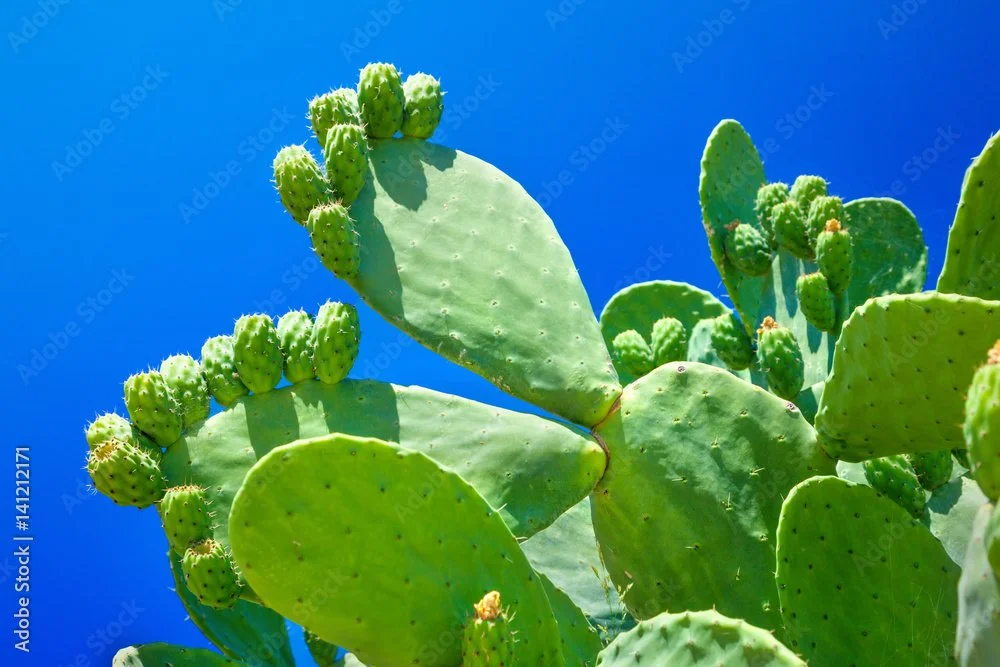 Close-up of a prickly pear cactus with green pads and young fruit against a clear blue sky.
