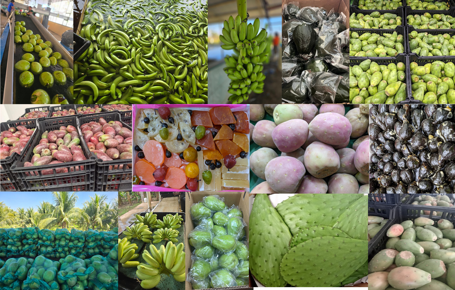 Collage of various fresh fruits including green guavas, green bananas, prickly pears, red apples, mixed dried fruits, starfruit, prickly pear paddles, and other tropical fruits.
