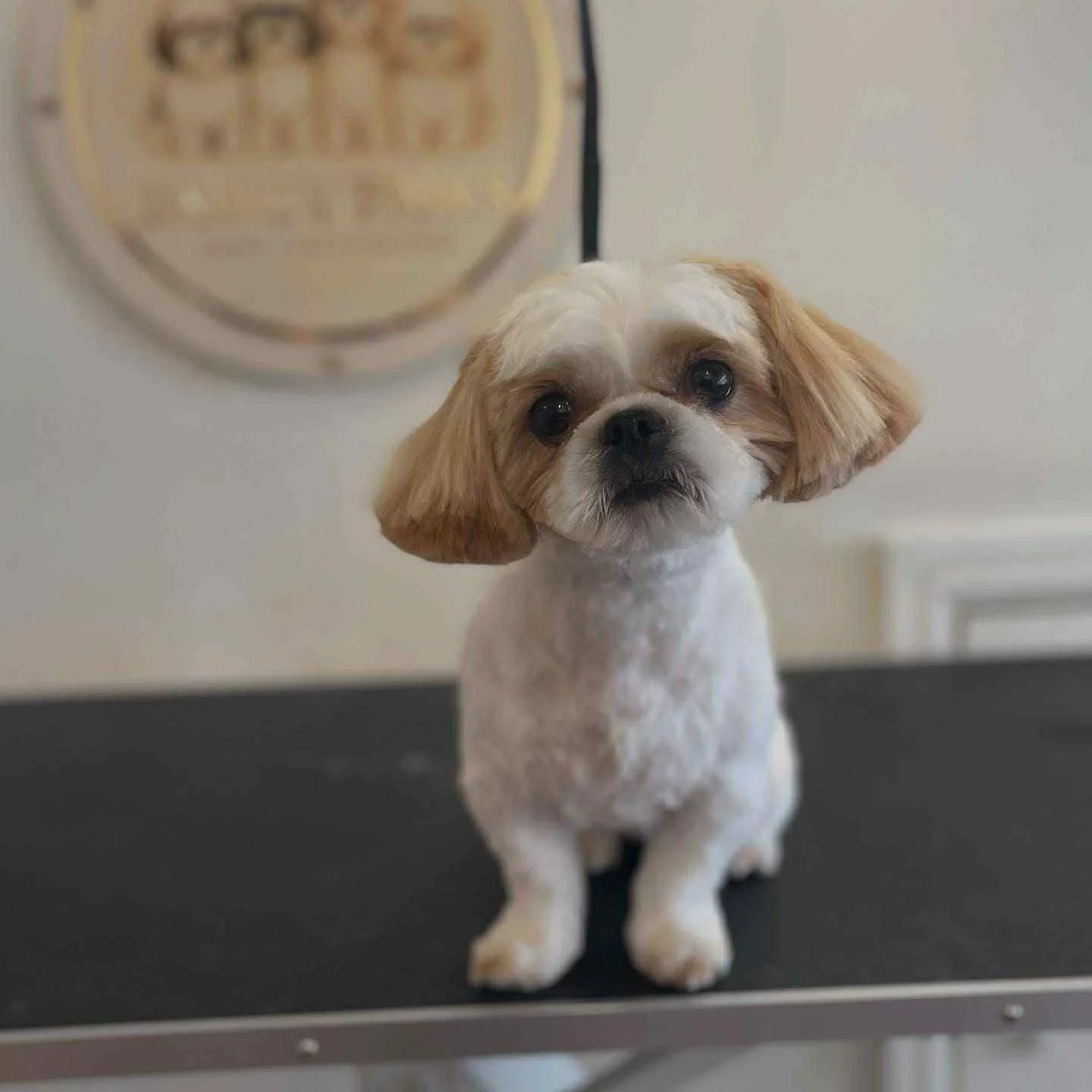 Fancy Paws 9.jpg
