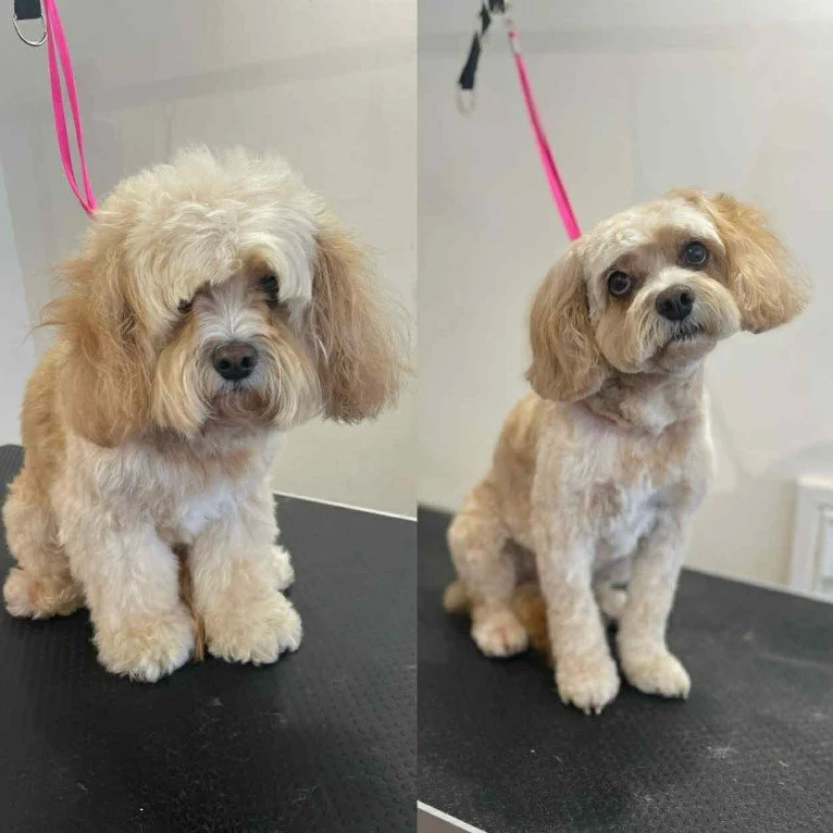 Fancy Paws Dog Grooming.jpg