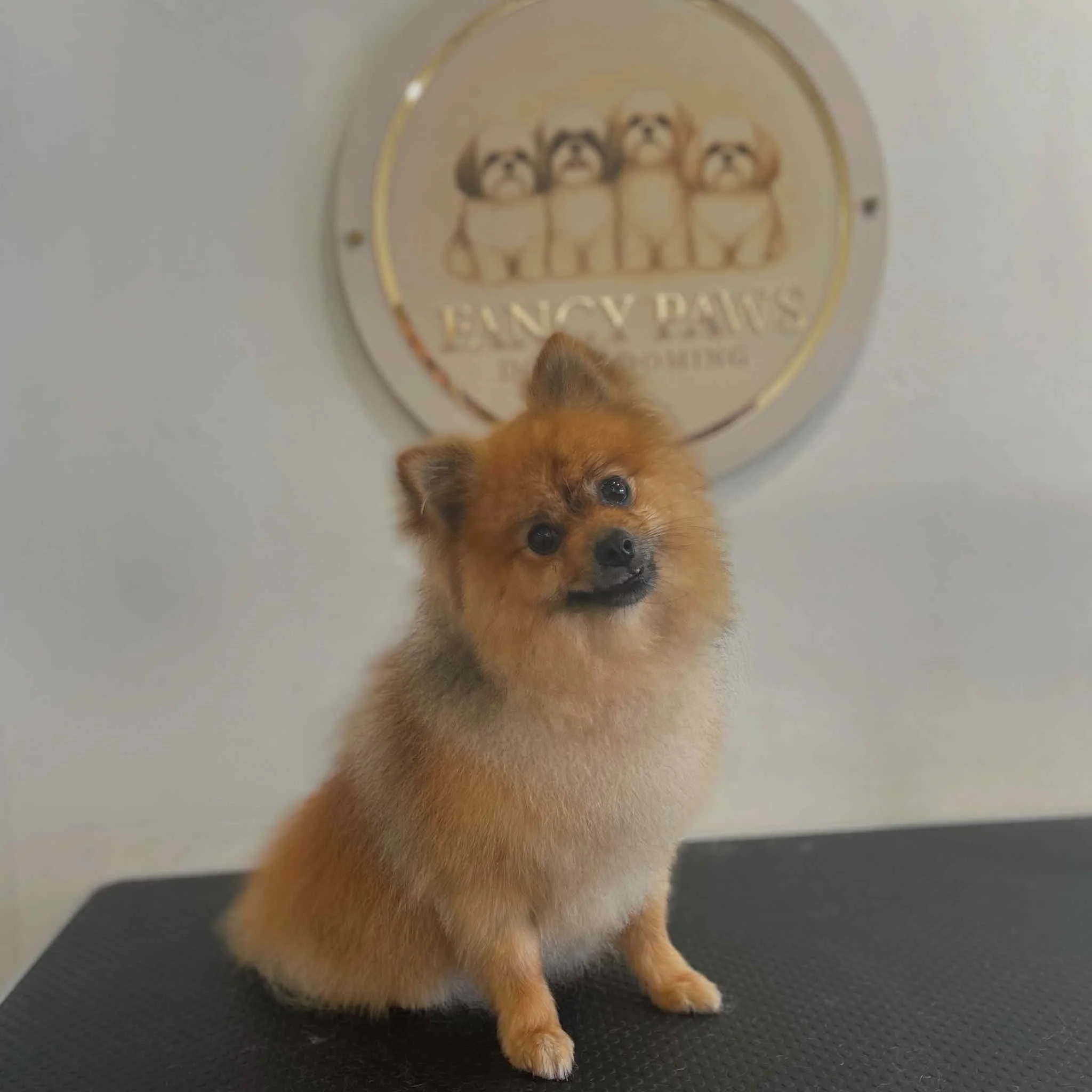 Fancy Paws 11.jpg