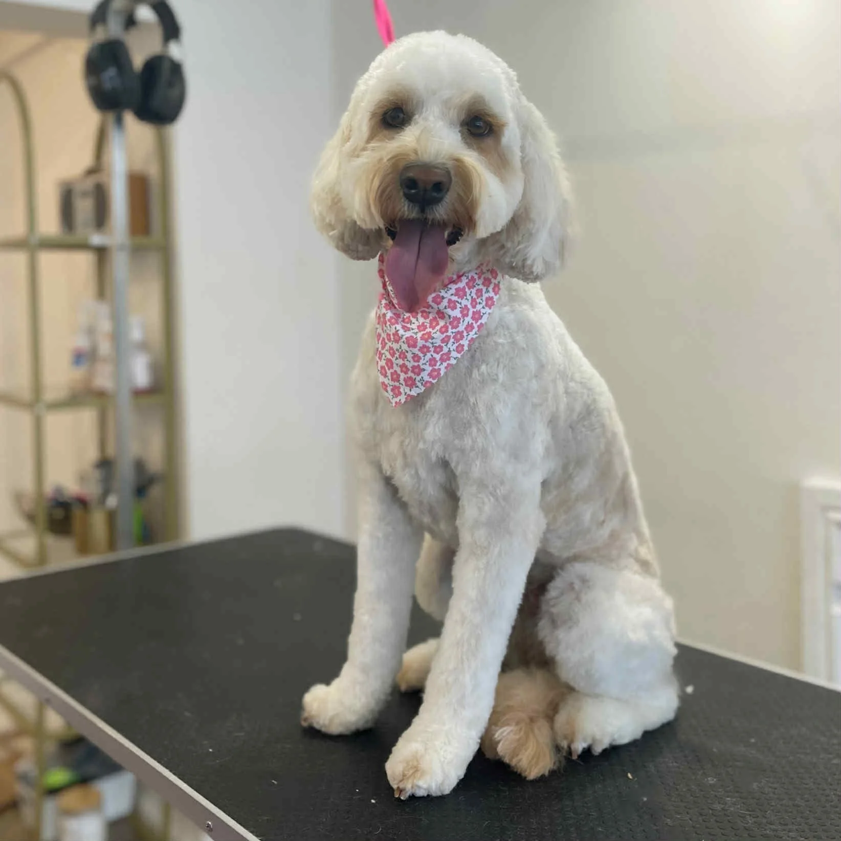 Fancy Paws Dog Grooming.jpg