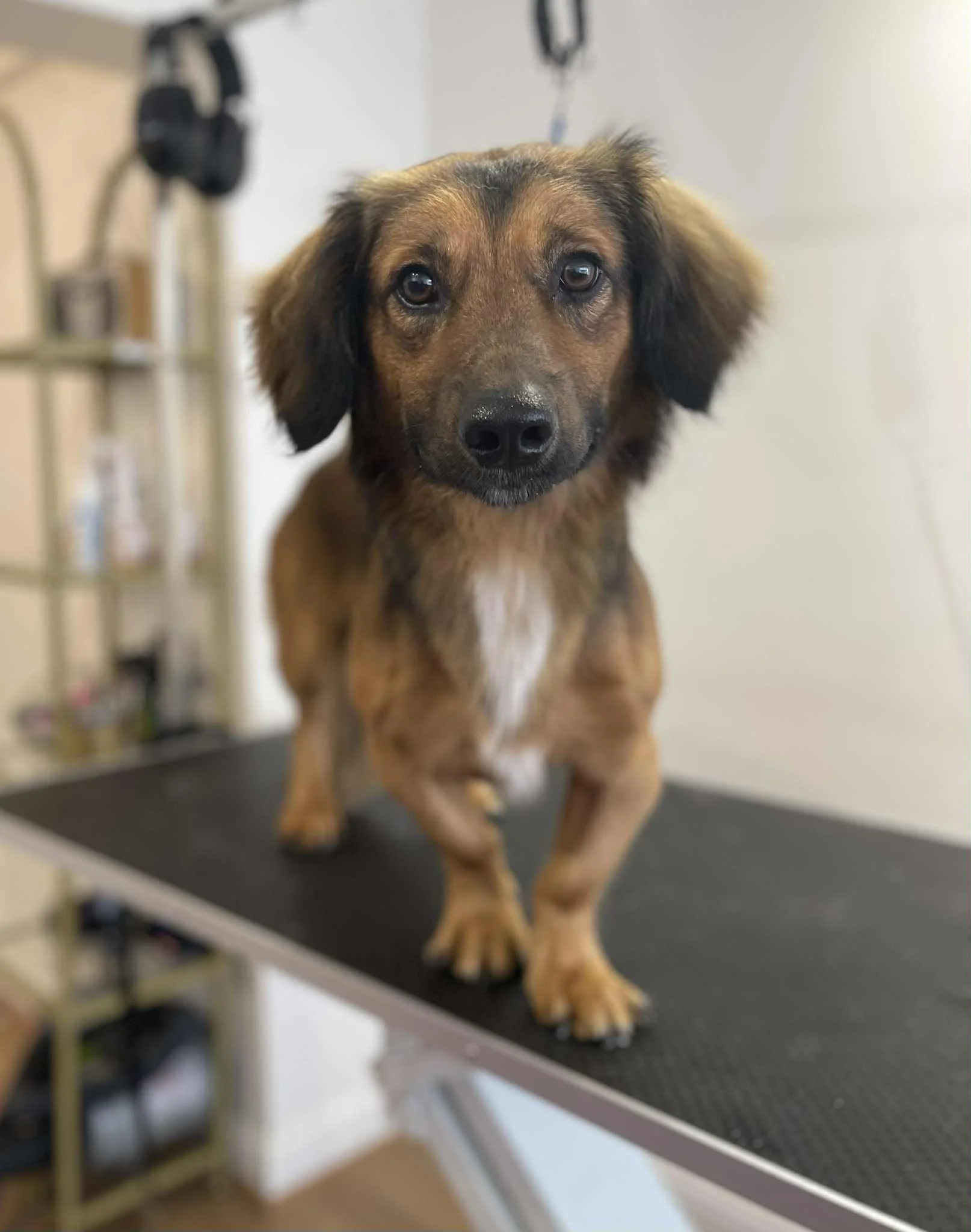 Fancy Paws Dog Grooming.jpg