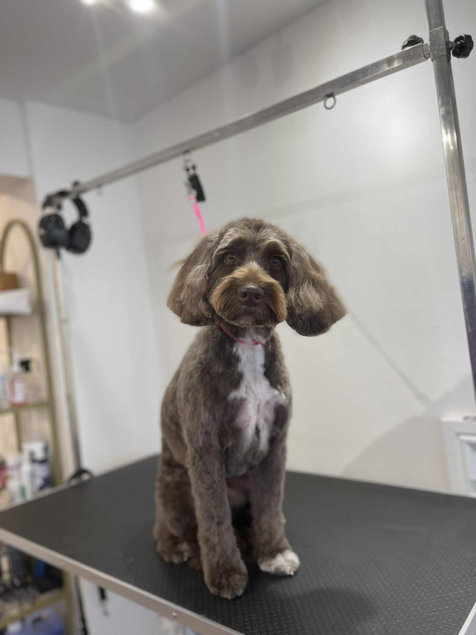 Fancy Paws Gallery 5.jpg