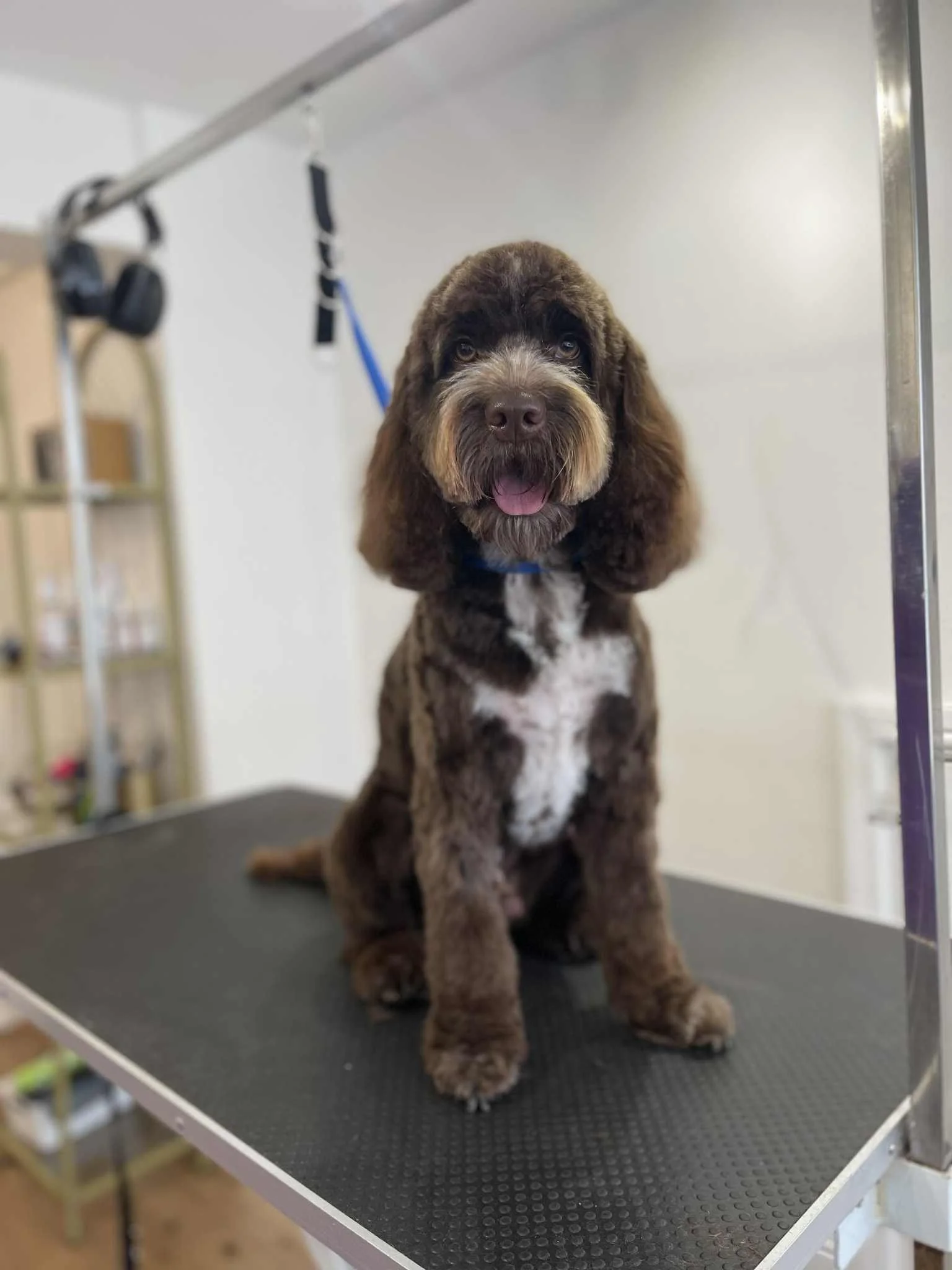 Fancy Paws Dog Grooming.jpg