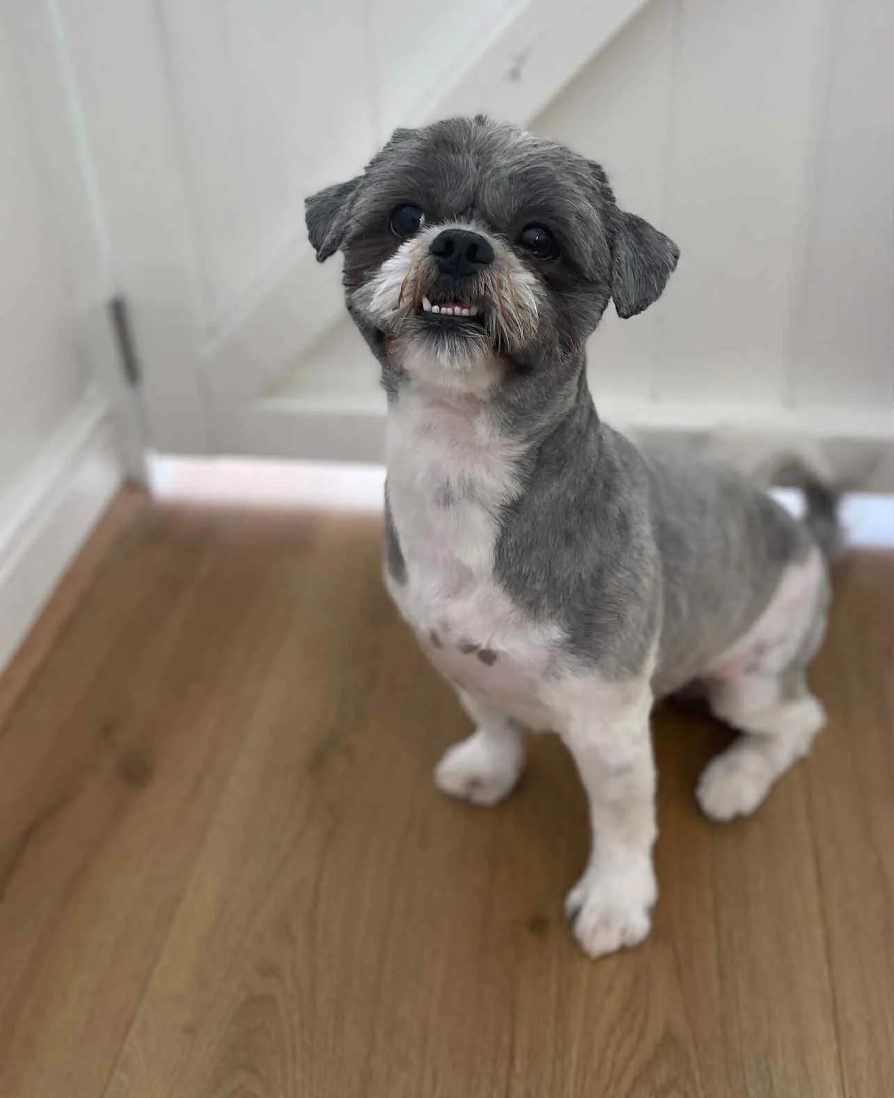 Fancy Paws Dog Grooming.jpg