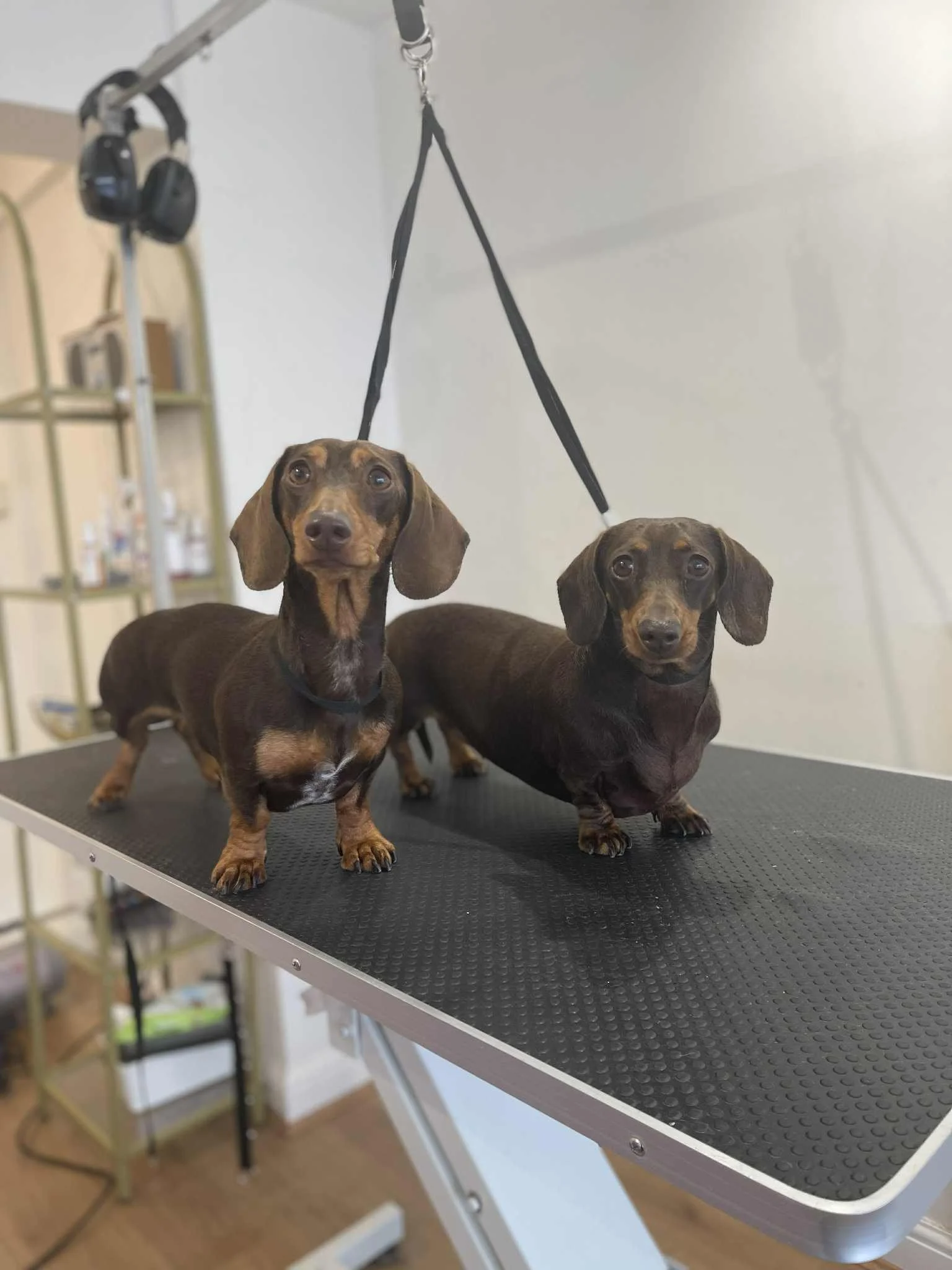 Fancy Paws Dog Grooming.jpg