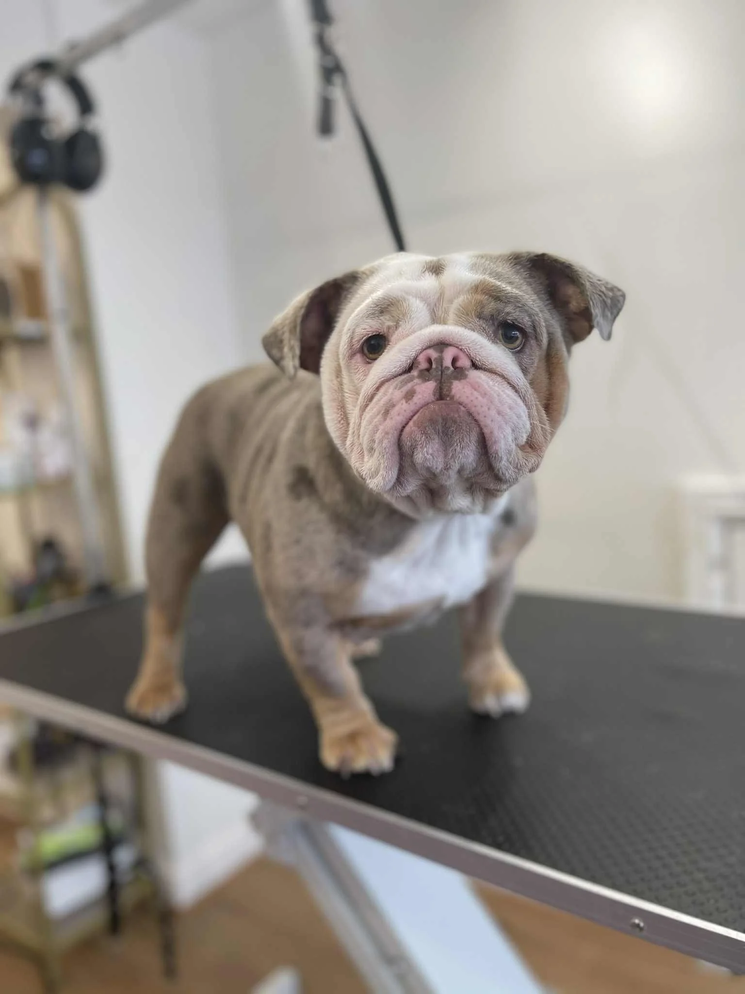 Fancy Paws Dog Grooming.jpg