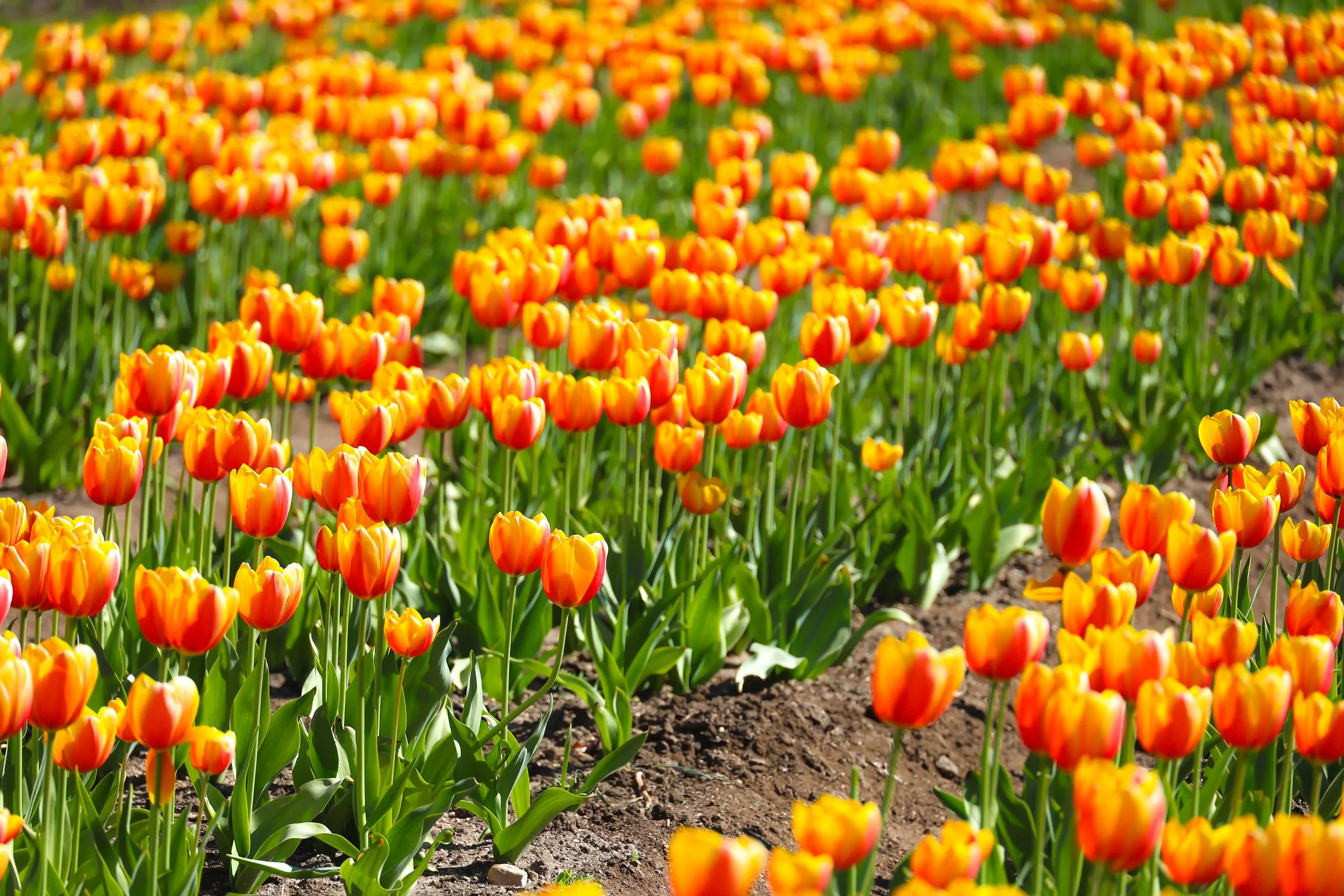 Rows of tulips