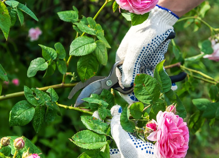 Winter Prep: How Expert Pruning Services Enhance Spring Blooms in Martis Camp, CA and Reno, NV