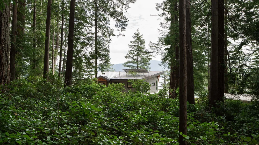 The house seen through tall trunks and low green understorey from the forest floor