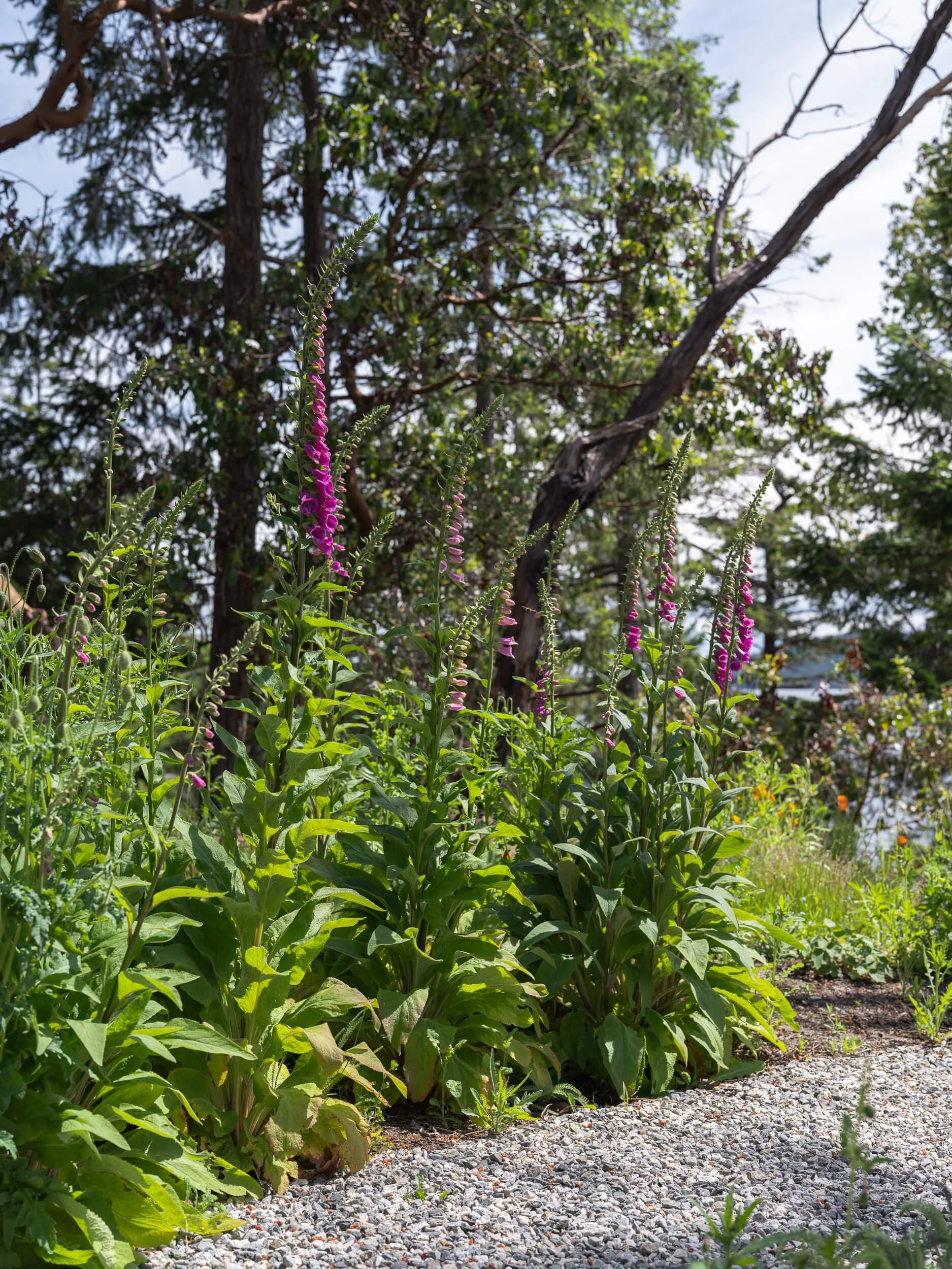 oles-cove-halfmoon-bay-foxgloves-native-garden-path-architectural-photographer-matt-anthony.jpg