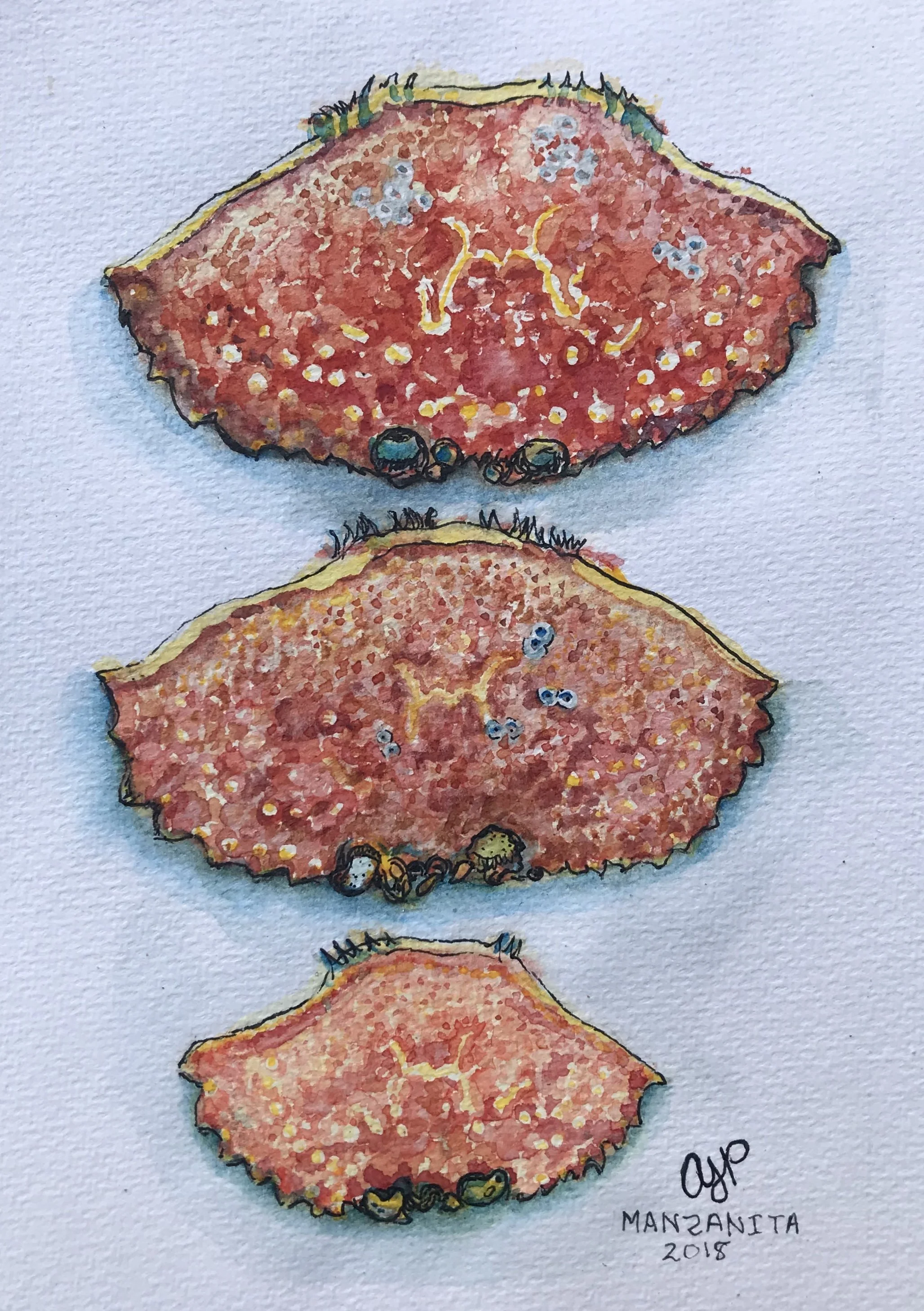 Three Crabs.JPEG