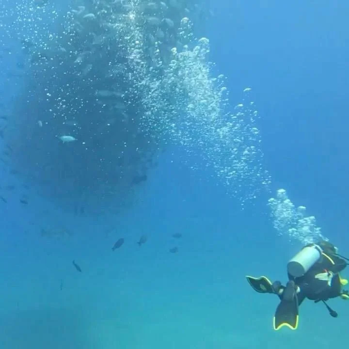 Surrounded by a swirling bait ball in Cabo Pulmo 🤯🐟 One of the coolest underwater moments I&rsquo;ve ever experienced. Nature is next level.⁠
⁠
#CaboPulmo #ScubaDiving #BaitBall #UnderwaterAdventure #MarineLife #DiveMexico #OceanMagic