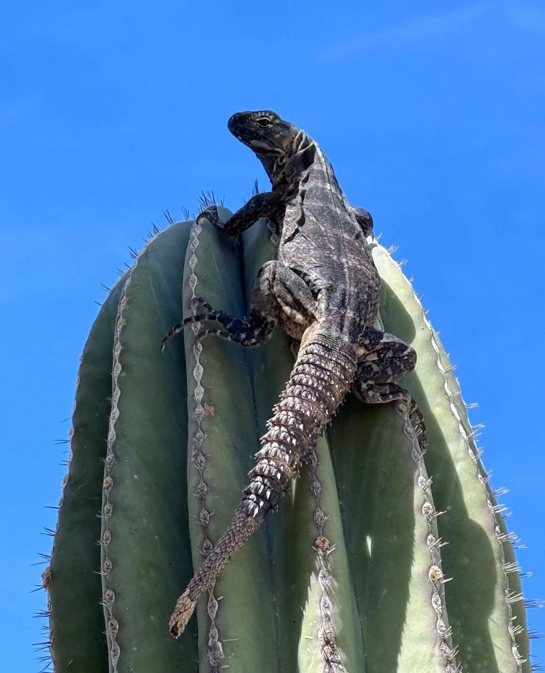 Proof that even the locals love our cactus. 🌵⁠
⁠
Come check out the view at Sonadoraresort.com ⁠
⁠
#SonadoraResort #BajaWildlife #BajaCaliforniaSur #OutsideLife #DesertVibes #CactusLove #IguanaLife #NaturePhotography #WildlifeWednesday #BajaAdventur