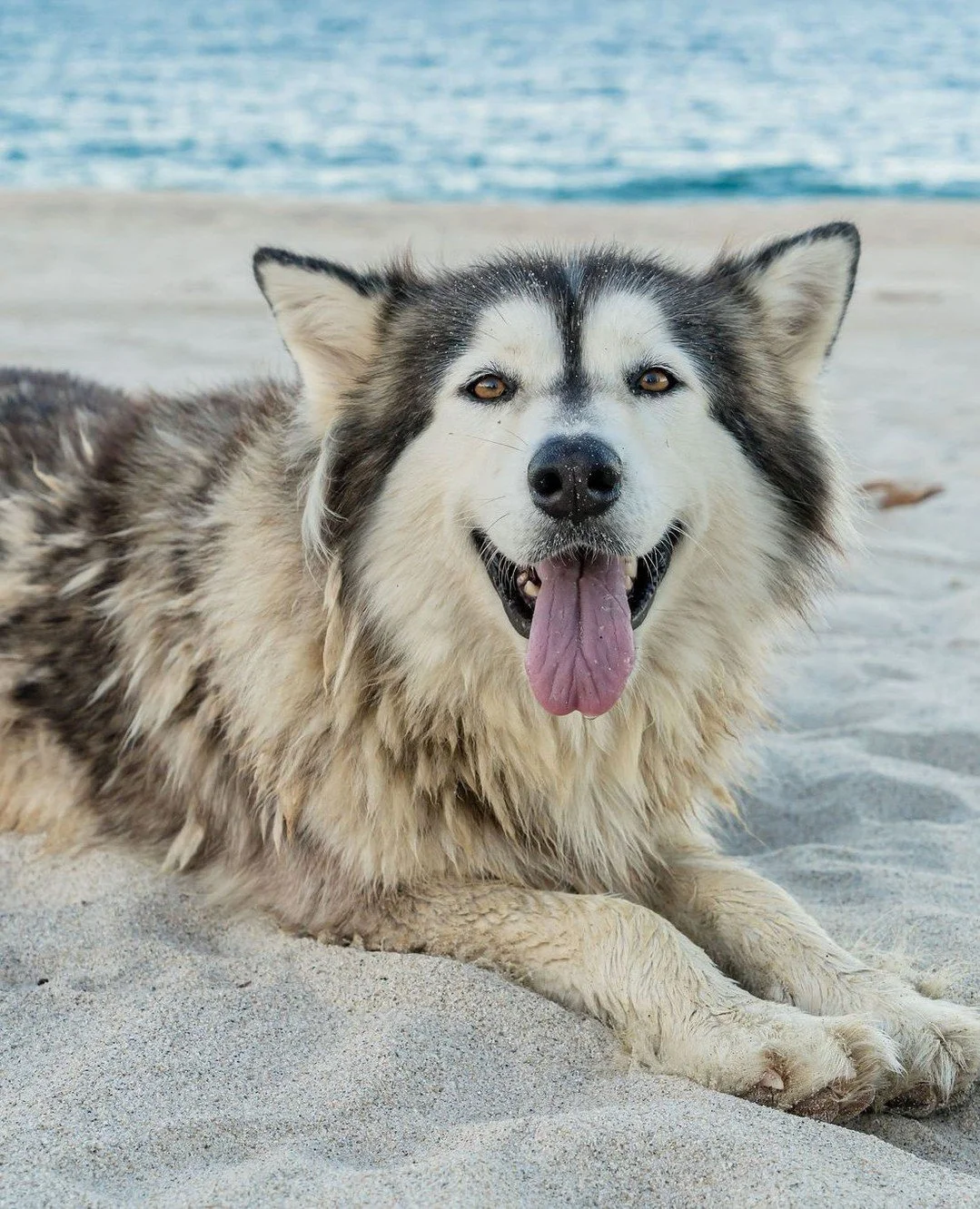 When you&rsquo;re trying to get the perfect family photo&hellip; but the real star has four paws! 🐾⁠
⁠
⁠
#DogStealsTheShow #FamilyFun #SonadoraResort #VacationVibes #PetPhotoBomb #FamilyMoments