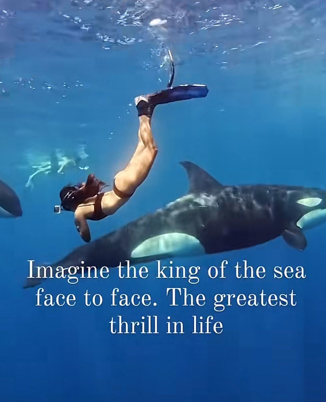 The kind of experience that redefines &ldquo;once in a lifetime.&rdquo;⁠
Plan your stay at sonadoraresort.com 🌴⁠
⁠
#sonadoraresort #mexico #BajaCaliforniaSur #OrcaExpedition #KillerWhales