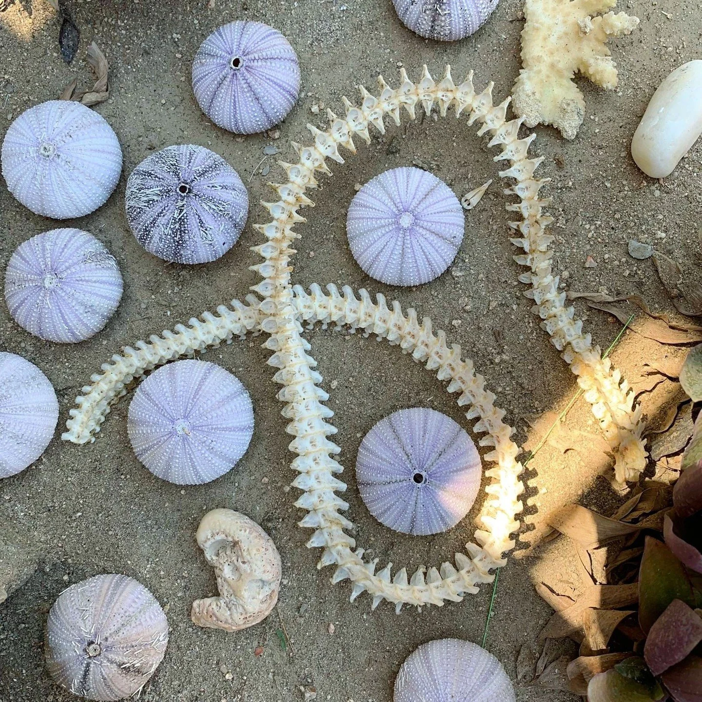 A successful day of shell hunting at Sonadora 🌊✨ nature&rsquo;s little treasures everywhere you look⁠
⁠
Come explore the Sea of Cortez coast at sonadoraresort.com ⁠
⁠
#SonadoraResort #LosBarriles #BajaCaliforniaSur #SeaOfCortez #BeachFinds #ShellHun