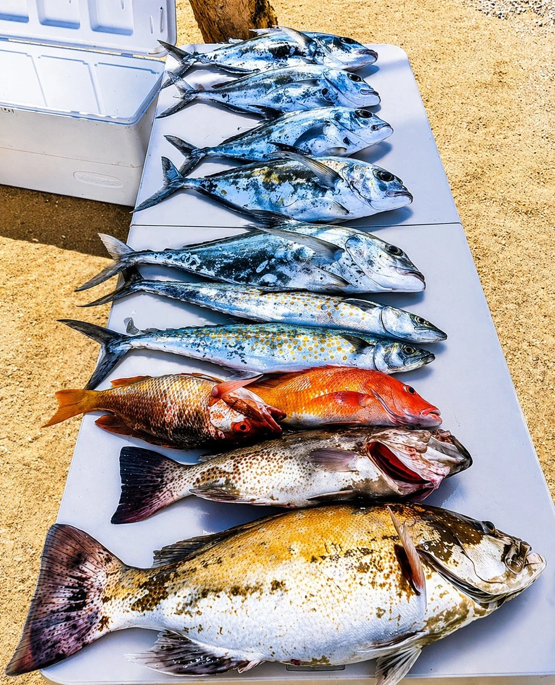 A day well spent on the water 🎣⁠
⁠
Fresh catches, full coolers, and stories you&rsquo;ll be telling long after the sun sets... just another day at Sonadora ✨⁠
⁠
Plan your sportfishing trip at sonadoraresort.com ⁠
⁠
#SonadoraResort #LosBarriles #Baja
