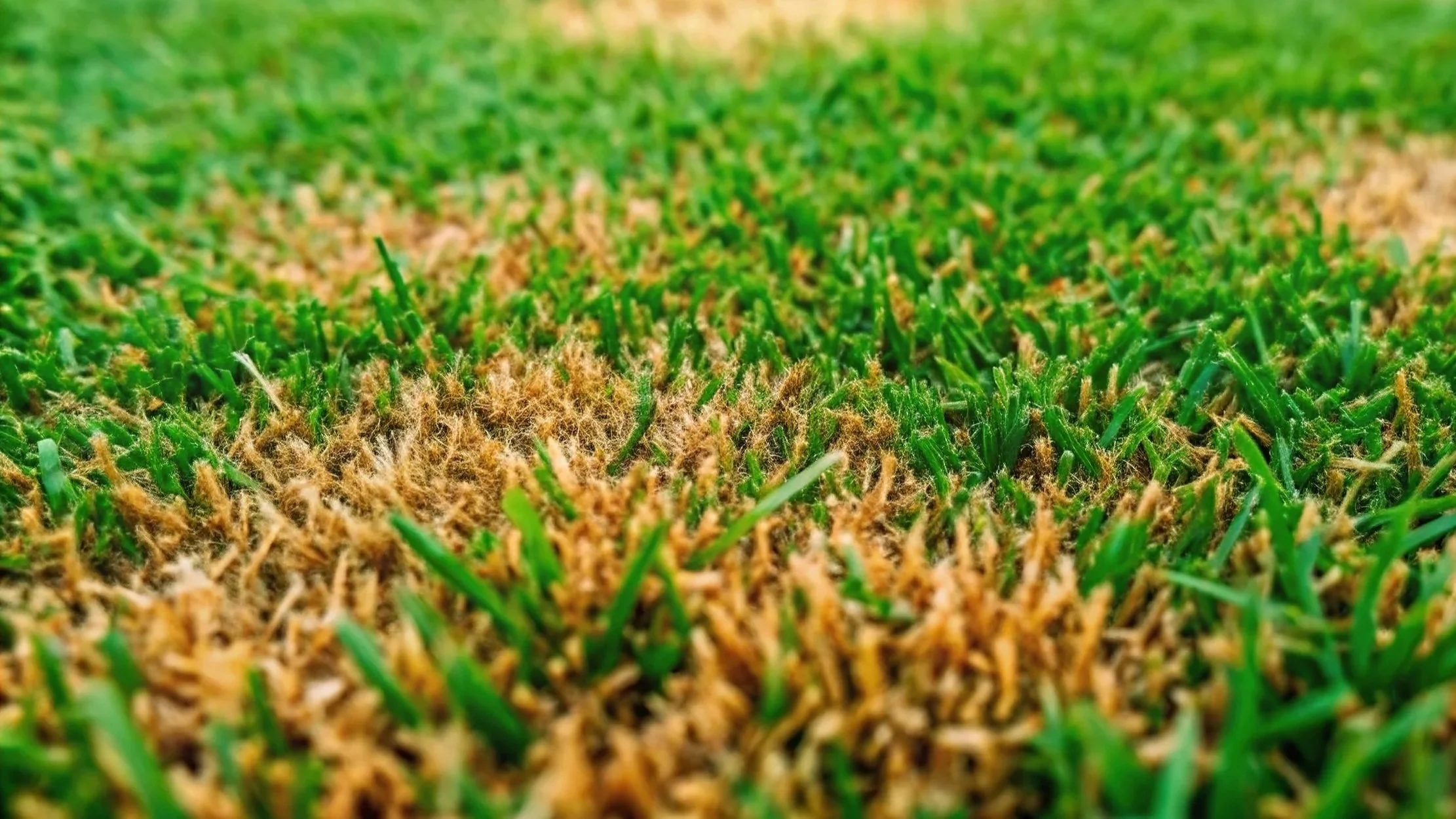Lawn Care in Fairfield Township, OH: 7 Signs Your Turf Is Battling Fungal Disease