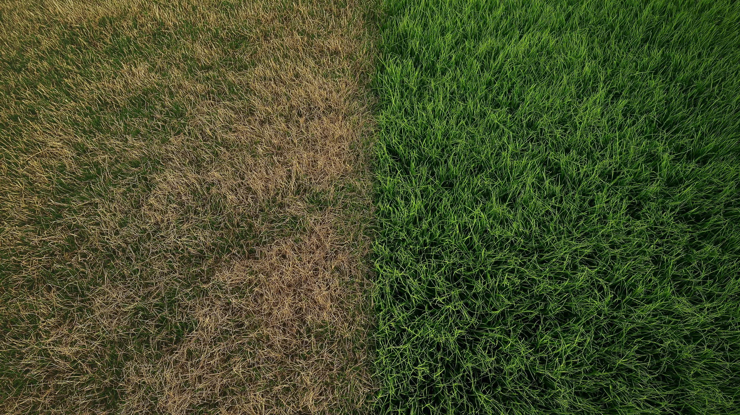 Diagnosing Brown Patches: Lawn Disease Treatment in Eastlake, OH