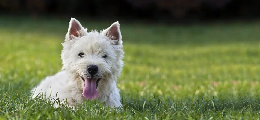 Flea and Tick Control in Eastlake, OH: Why One Spray Does Not Hold