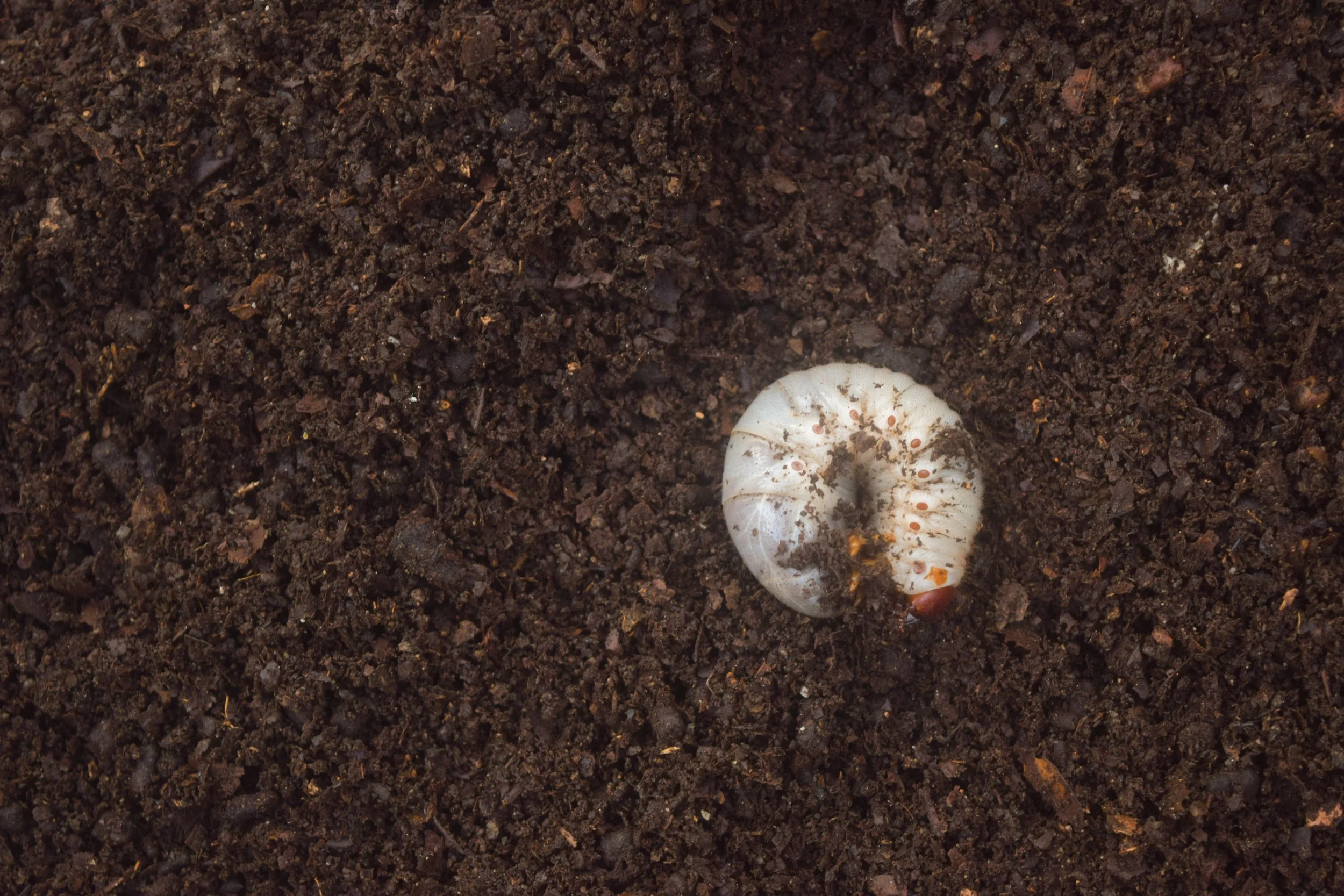 Avoid Lawn Damage With Expert Grub Control in Strongsville, OH 