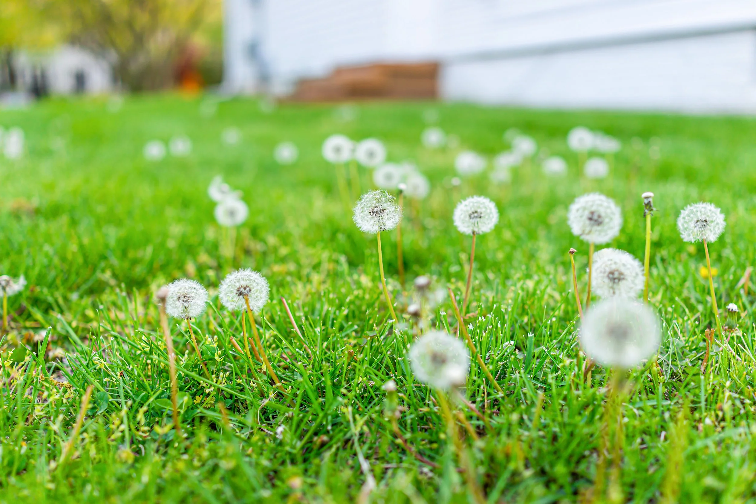 weed control company
