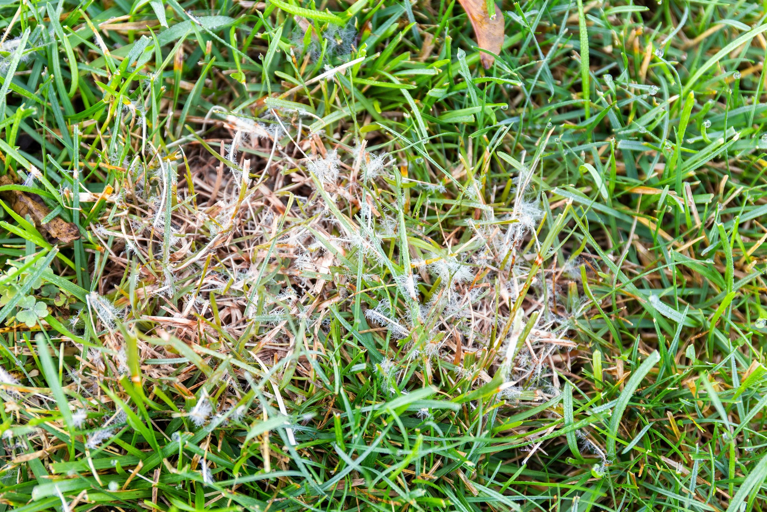 What Those Small Bleached Patches in Your Ohio Lawn Are Telling You in Lewis Center, OH