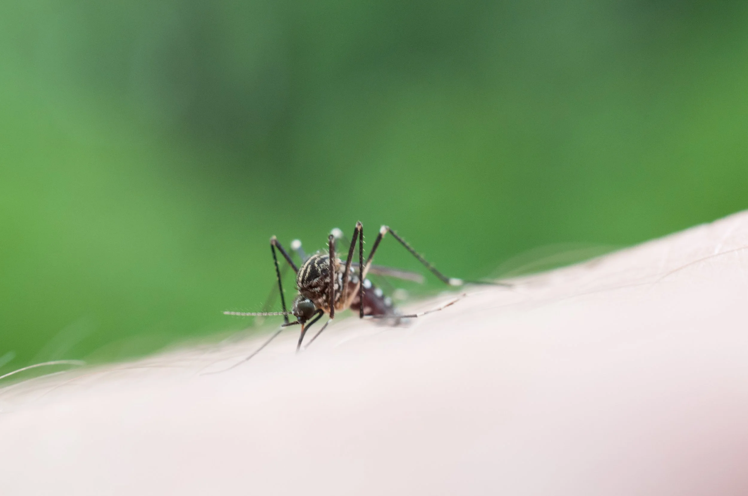 A Homeowner’s Guide to Effective Mosquito Control in Eastlake, OH