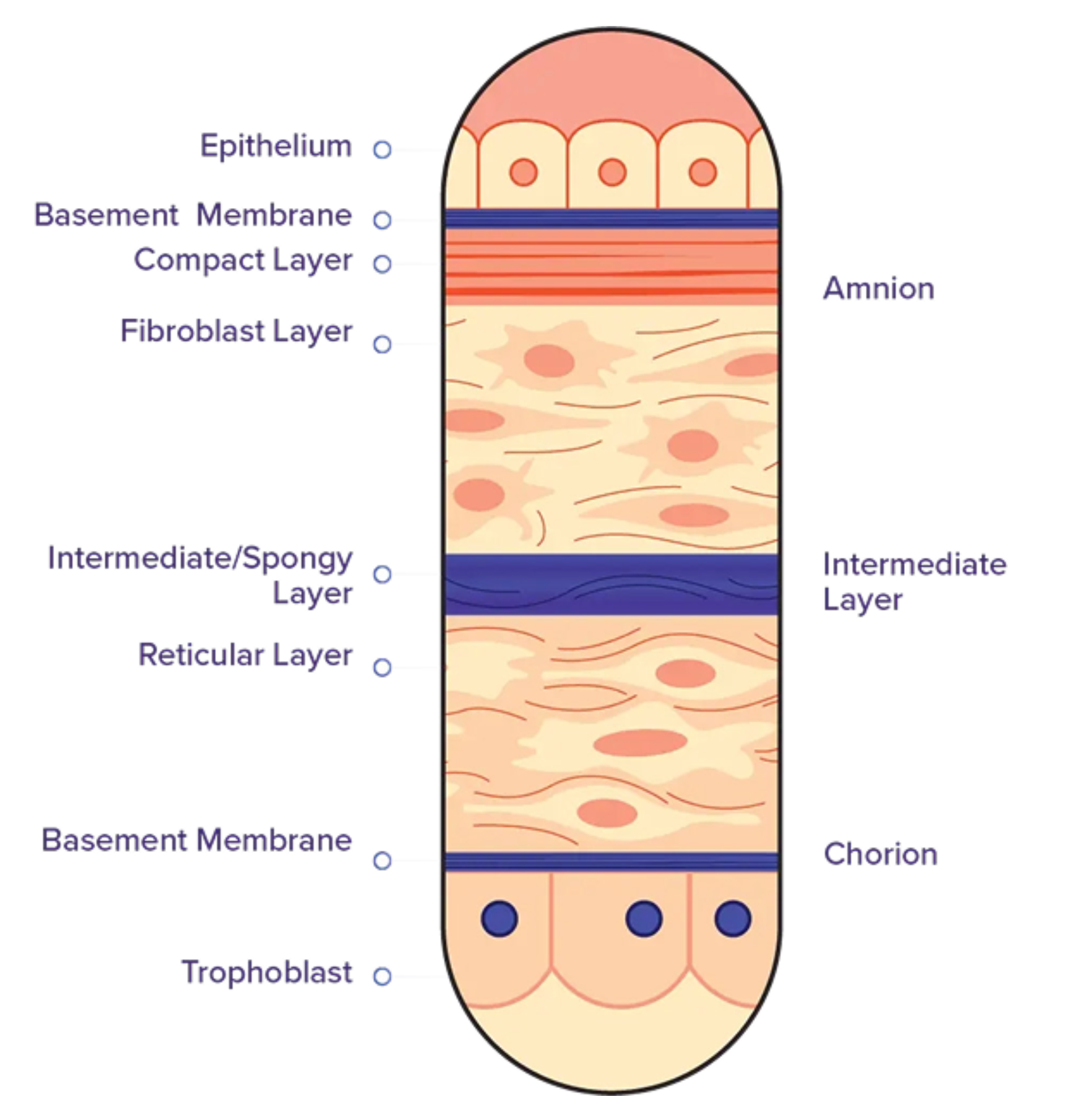Diagram of layers of a plant cell showing the epithelium, basement membrane, compact layer, fibroblast layer, intermediate/spongy layer, reticular layer, Trophoblast, chorion, and amnion.